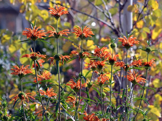 Lion's-Tail-11_24_13