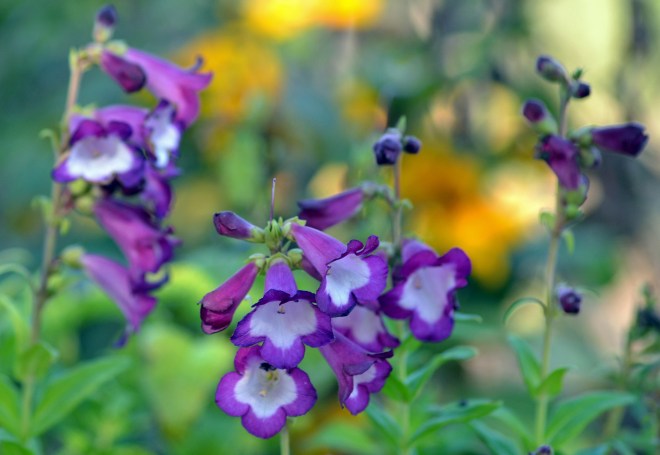 Penstemon-11-9_13