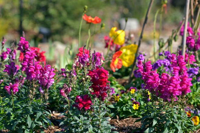 Snapdragons-11_24_13