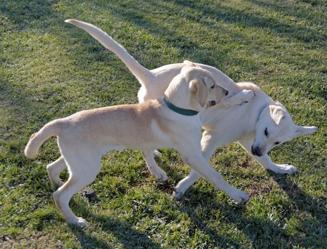 _charlie-linus_1681_DxO-X2