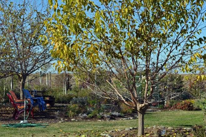 Garden-Fall-11_30_13