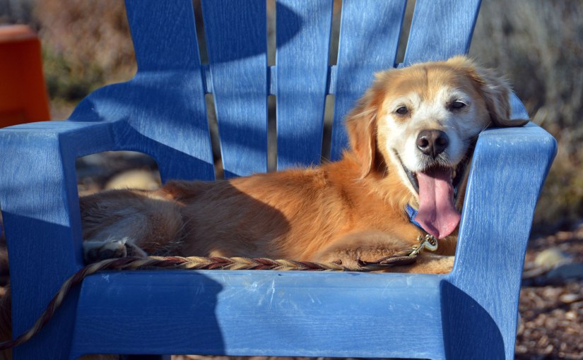 Resolutions for Gardeners and&nbsp;Rescuers