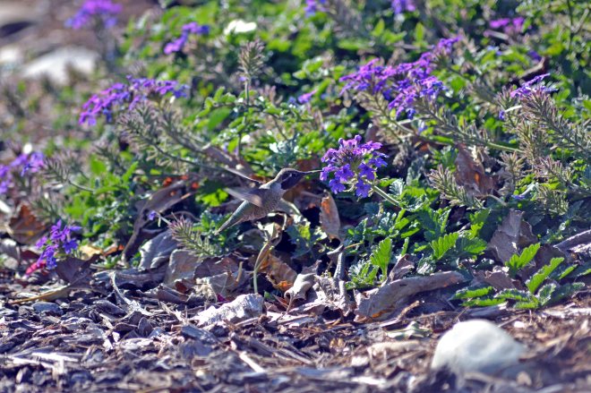 Hummingbird-Leaves-11_30_13