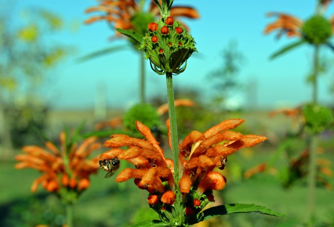 Lion's-Tail-11_30_13