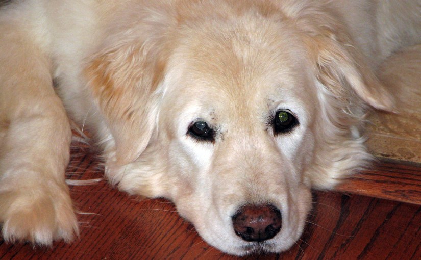 Wordless Wednesday: Pookie&nbsp;Girl