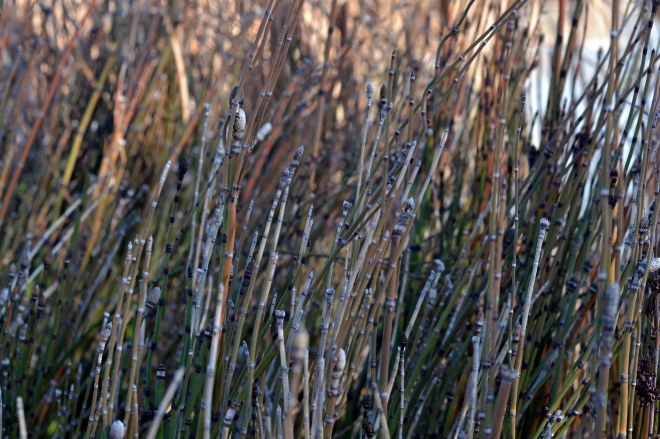 Reeds-12_29_13