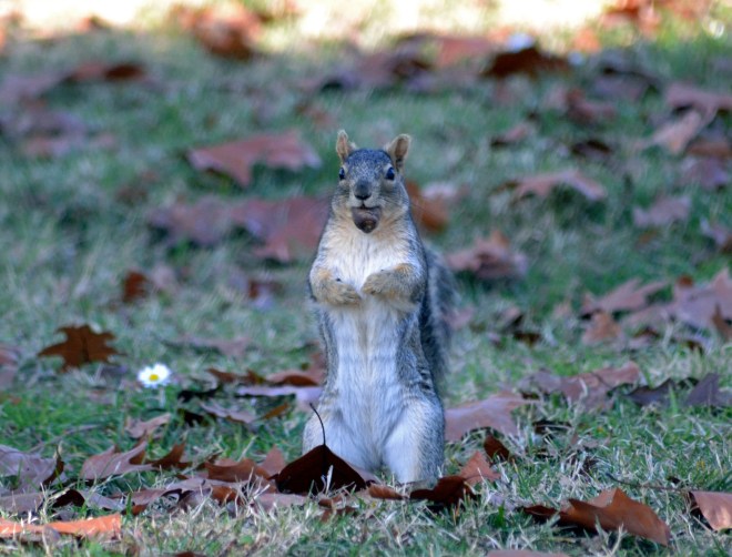 Squirrel-2-11_30_13