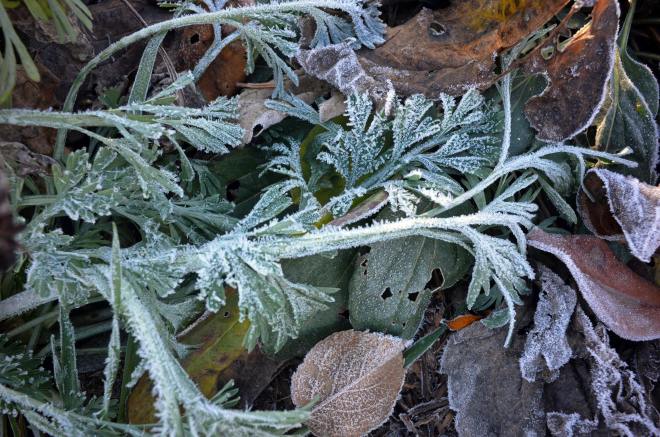 The-Freeze14-12_8_13