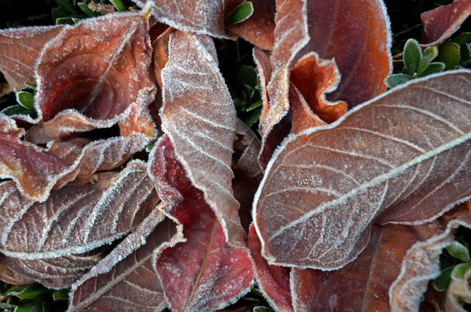 The-Freeze17-12_8_13