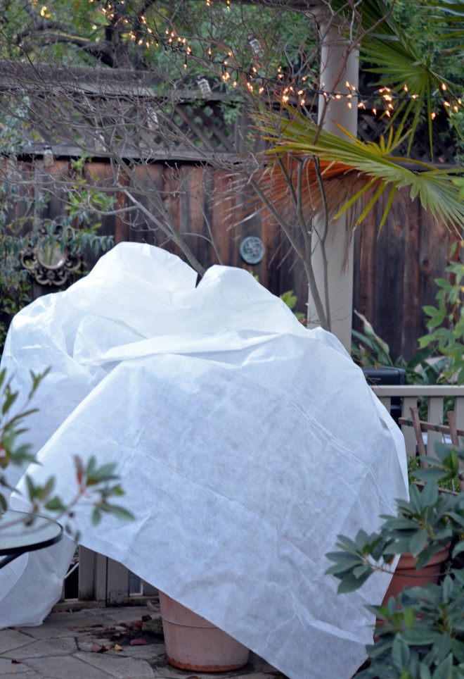 The-Freeze19-12_8_13