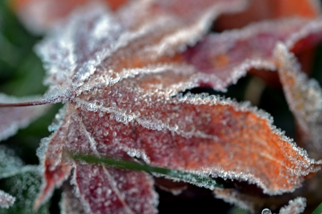 The-Freeze20-12_8_13