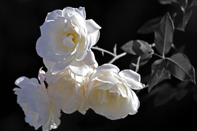 White-Roses_BW