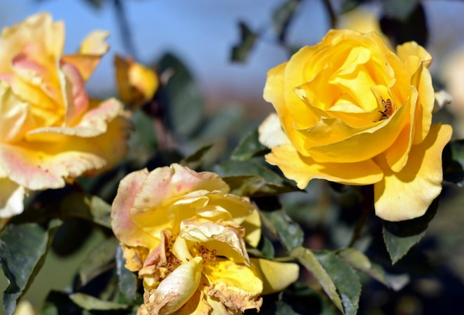 Yellow-Roses-11_30_13