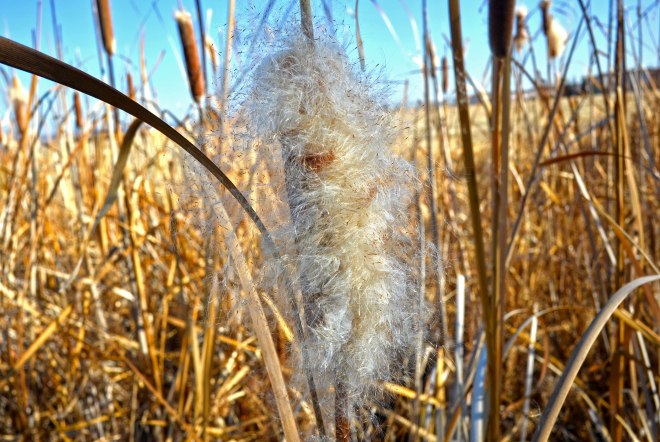 Cattails2-1_14_14