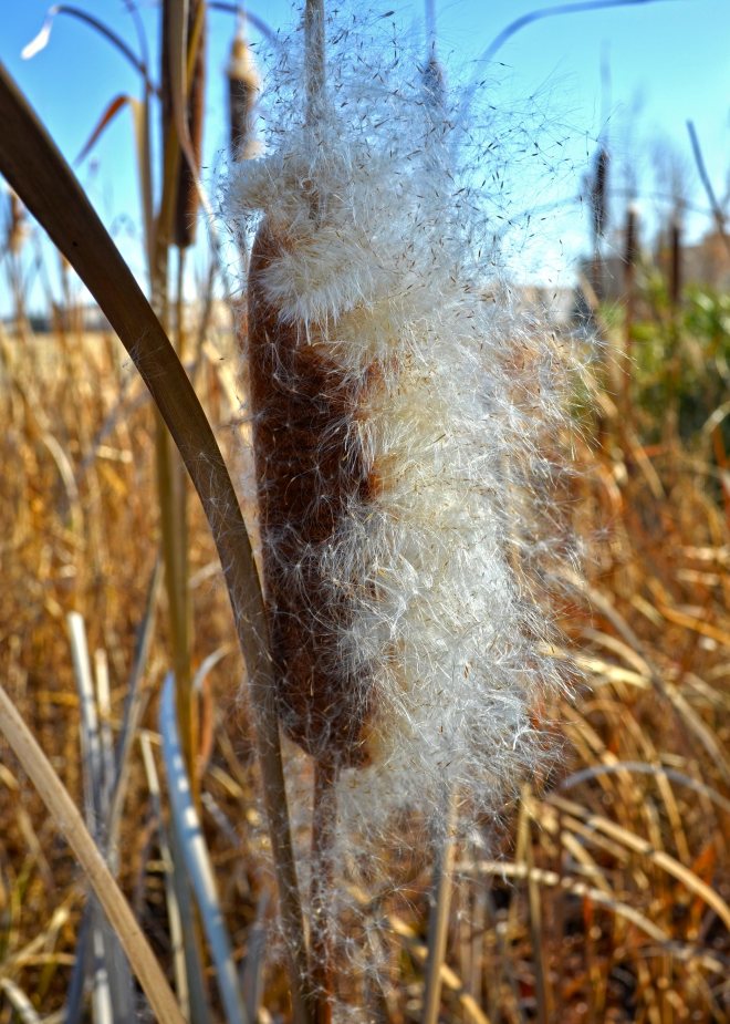 Cattails4-1_14_14