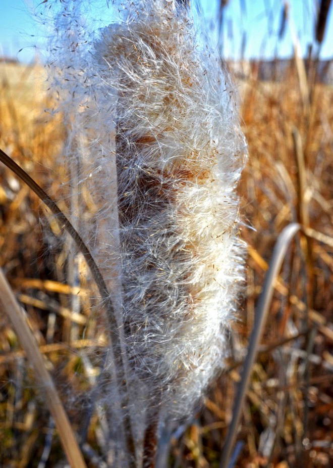 Cattails5-1_14_14