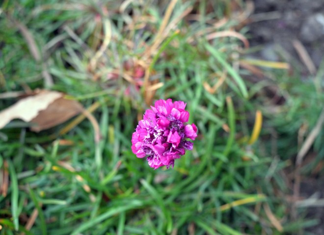 Flecks-Color-1_11_14