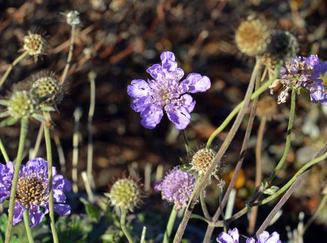 Flecks-Color-3-1_15_14