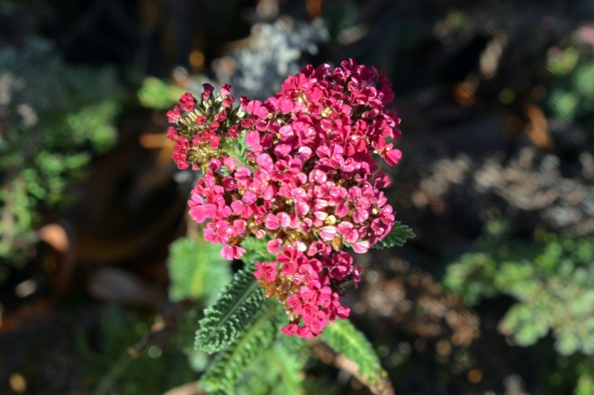 Flecks-Color-4-1_15_14