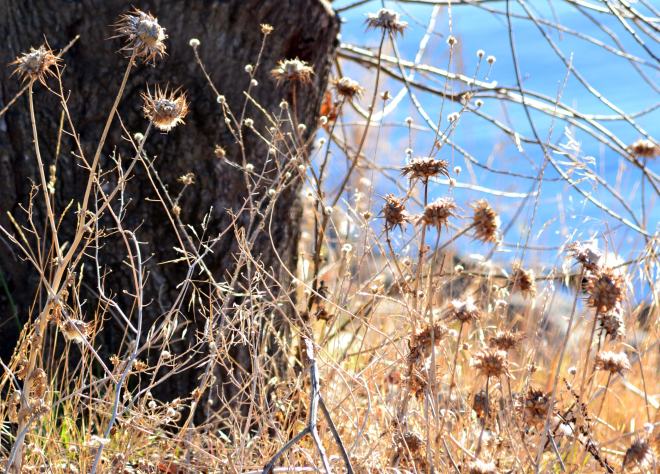 Dry-Riverside-2_1_14