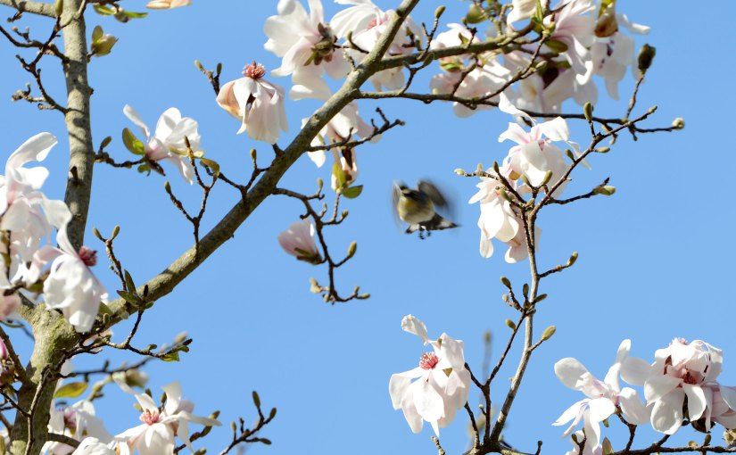 Wordless Wednesday: White