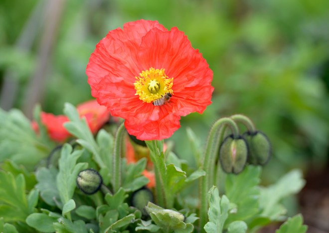 Iceland-Poppy2_DSC9116