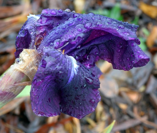 Iris-Rain-2_8_14