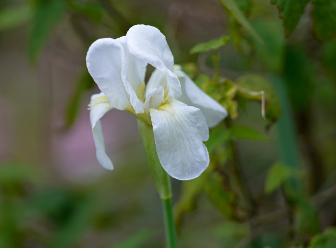White-Iris_DSC9289