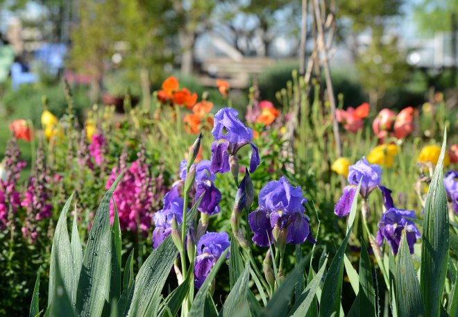 Annuals-Bed_DSC_9312