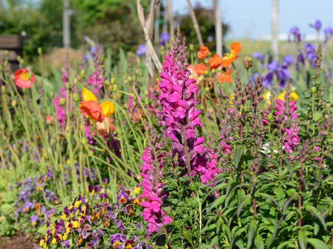 Annuals-Bed_DSC_9313