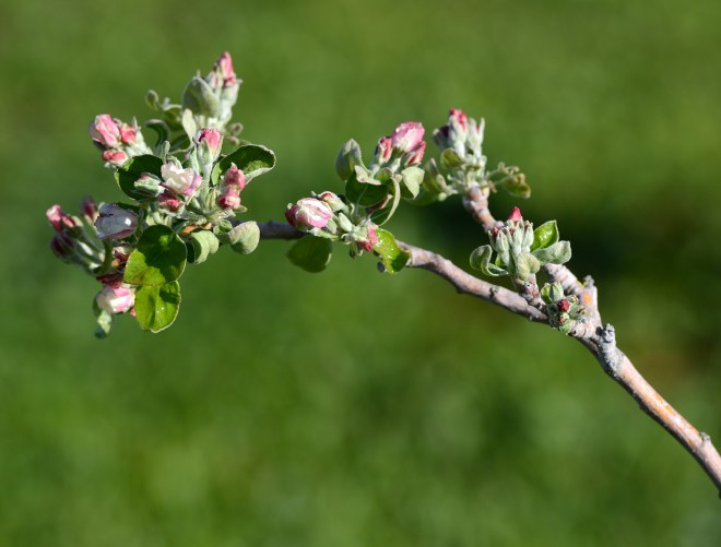 Apple-Blossom_DSC_1716