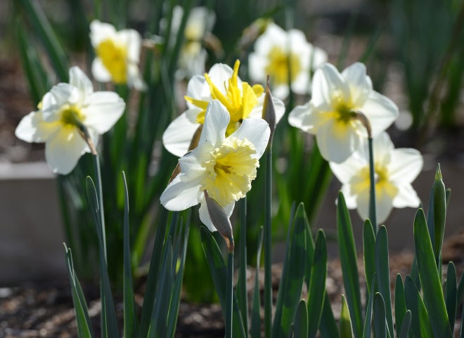 Daffodils_3_14