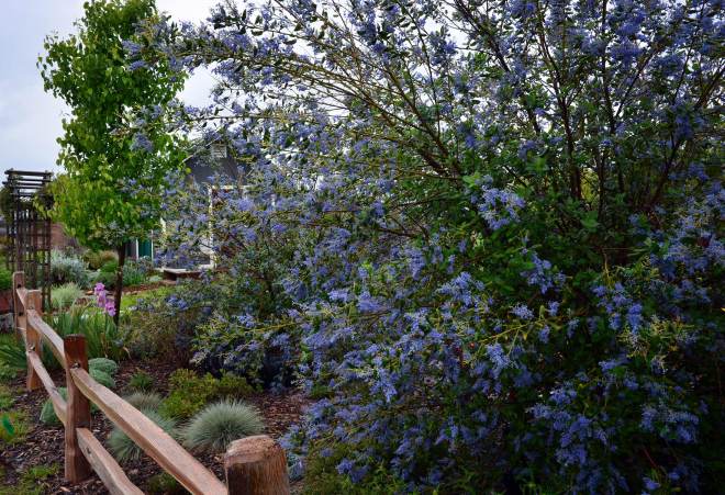 Garden_3_29_14_DSC_0458