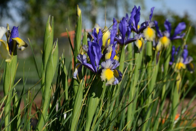 Iris_DSC_9041