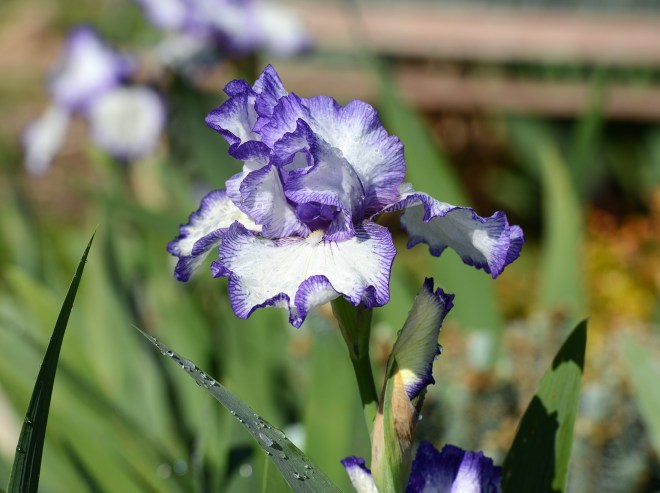 Iris_DSC_9295