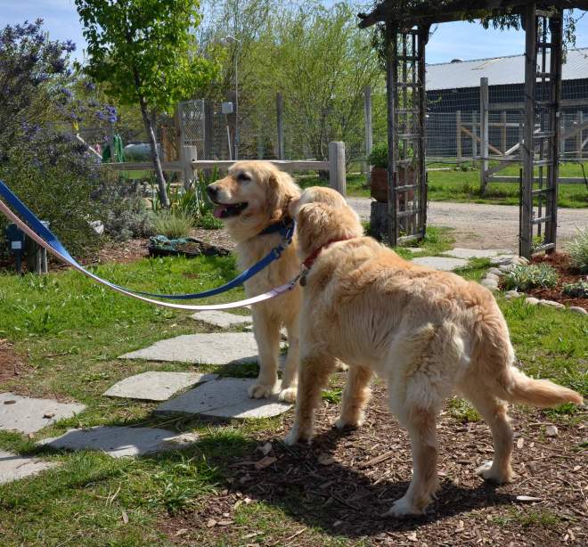 Reservoir-Dogs_DSC_0333