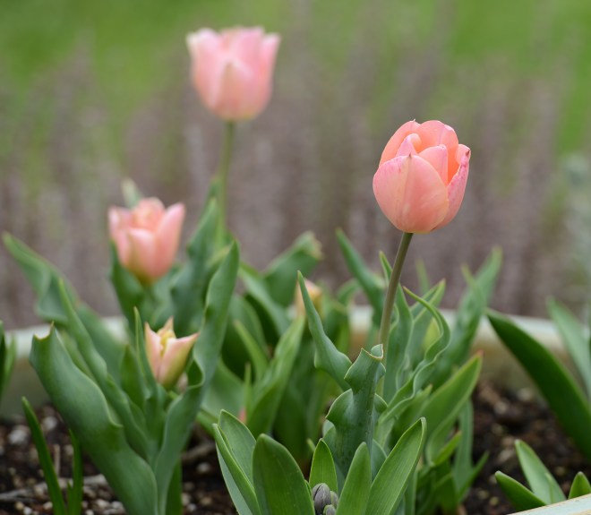 Tulip_DSC_0523
