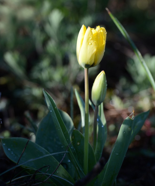 Tulip_DSC_1710