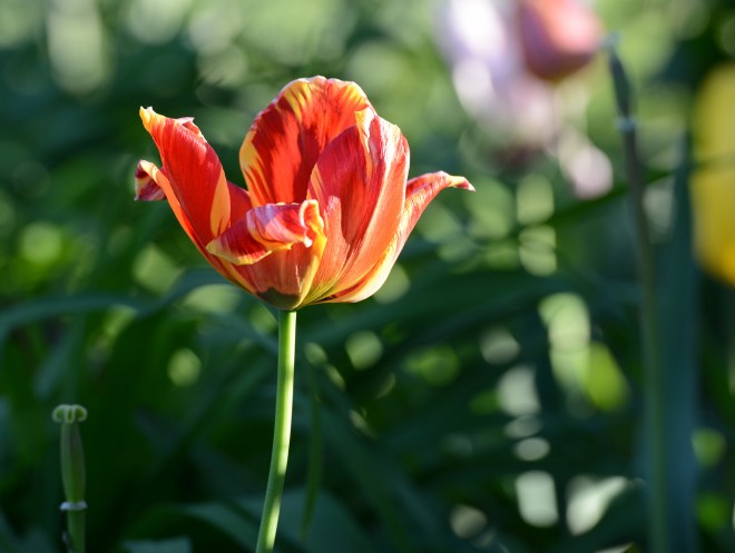 Tulip_DSC_9164