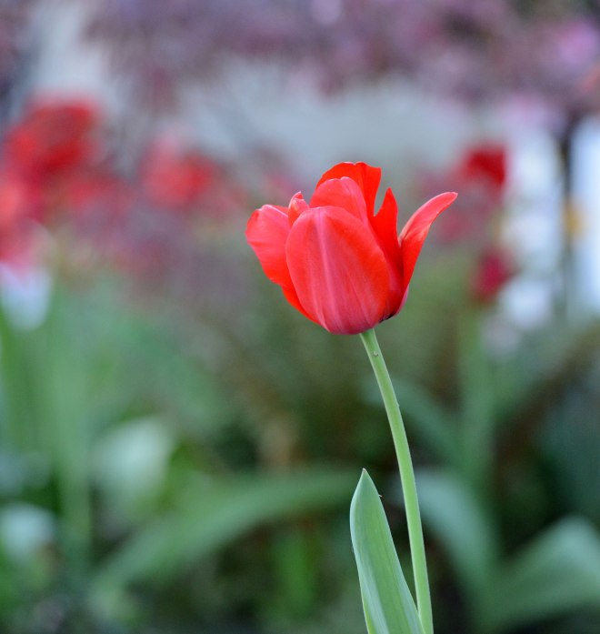Tulip_DSC_9206