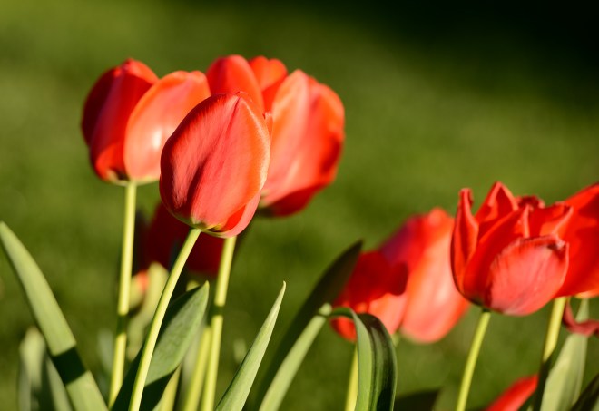 Tulips_DSC_9188