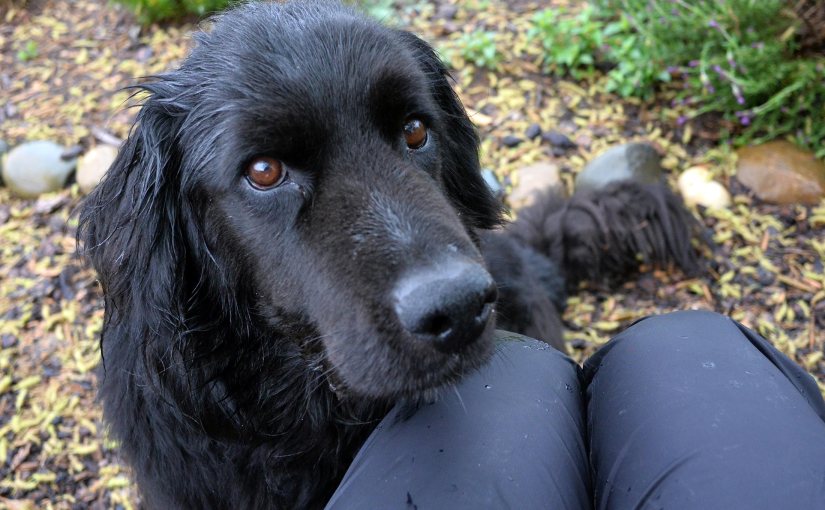 Wordless Wednesday: Balou