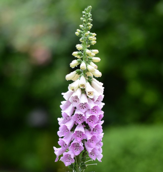 Foxglove_DSC_1341