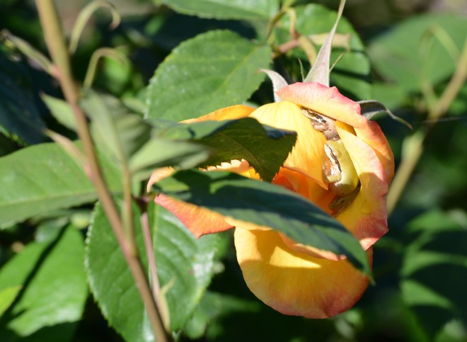 Frogs_Rose_DSC_0274