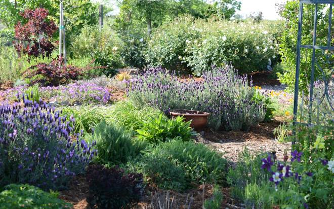 Garden_4_12_14_DSC_0777