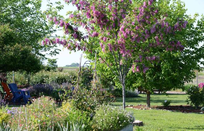 Garden_4_12_14_DSC_0804