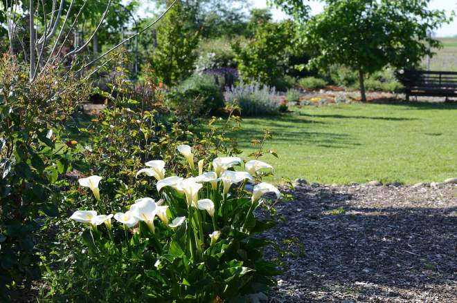 Garden_4_12_14_DSC_0808