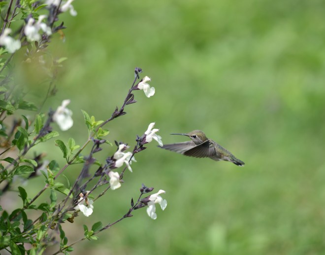 Hummingbird_DSC_1595