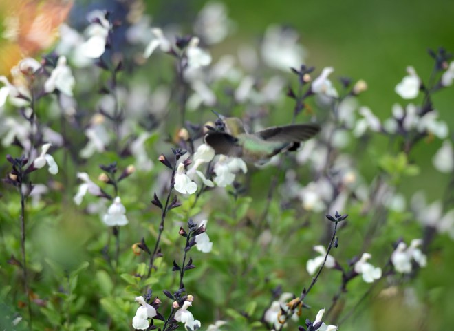 Hummingbird_DSC_1613