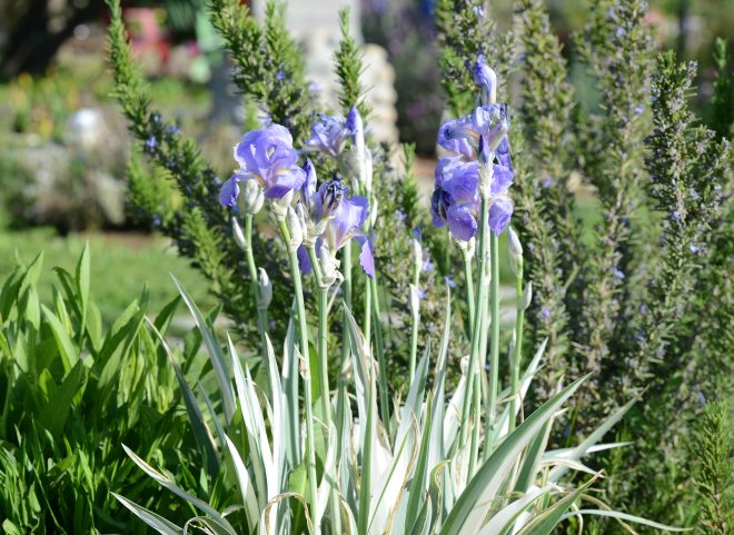 Iris_Drifts_DSC_0562